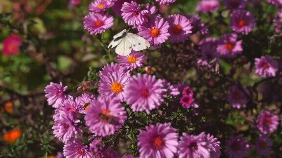 超级慢镜头蝴蝶和蜜蜂在花园里的花
