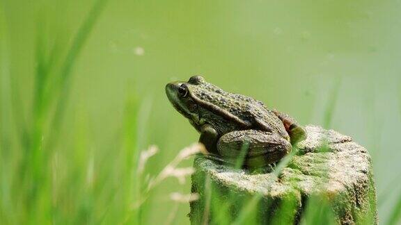 青蛙坐在树桩上跳进水里