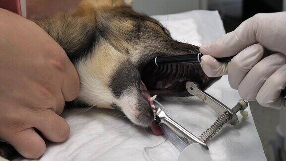 兽医慢慢地将一个柔软的探针插入被麻醉的狗的嘴里兽医诊所里医生用一种可弯曲的内窥镜给狗做胃镜检查