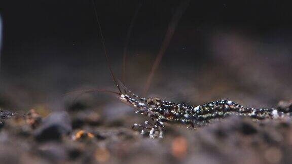 白兰苏拉威西矮虾的近距离移动在寻找食物的水生土壤与黑色和棕色的背景在淡水鱼缸鱼缸