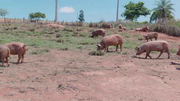 慢镜头一群猪在田里休息的一天在一个阳光明媚的农村农场