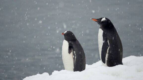 雪中的南极巴布亚企鹅