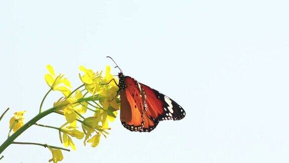 蝴蝶坐在芥菜花上