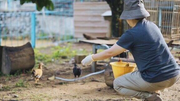 亚洲华人中年妇女早上在她的农场里用桶喂鸡