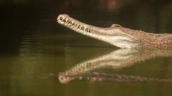 在自然背景的河流中鳄鱼头和睁开的眼睛