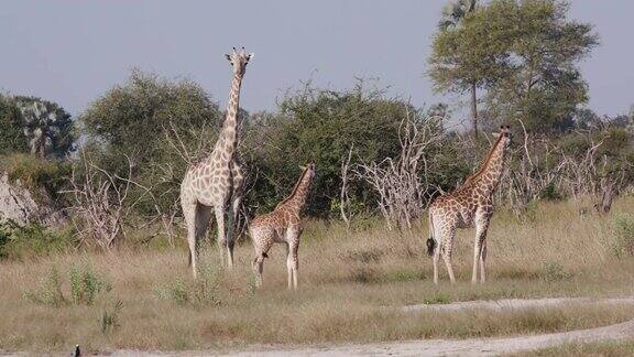 在奥卡万戈三角洲草原上的年轻长颈鹿和成年长颈鹿的特写镜头