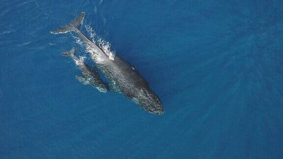 母鲸正在抚养她的幼鲸