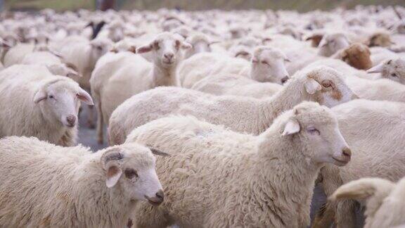 一群羊走在路上