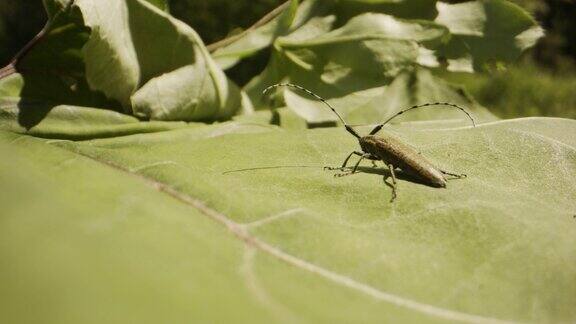 一只昆虫在一片绿叶上掠过的特写镜头