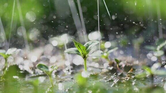 雨中绿苗