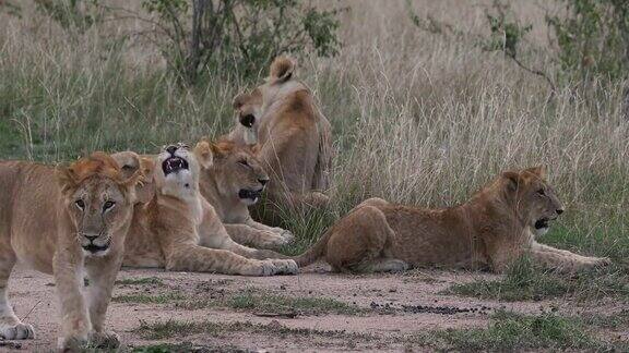 非洲狮美洲豹狮子母亲和幼崽打哈欠内罗毕公园在肯尼亚实时4K