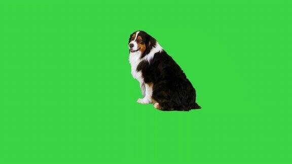 澳大利亚牧羊犬坐在绿色屏幕上转过身色度键