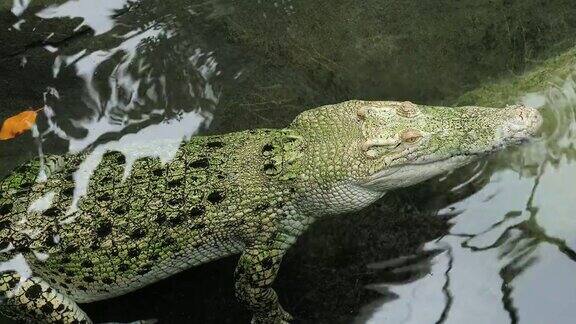 鳄鱼浮在水中静态拍摄