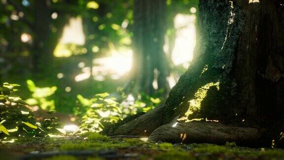 阳光从热带雨林的树叶中倾泻而下