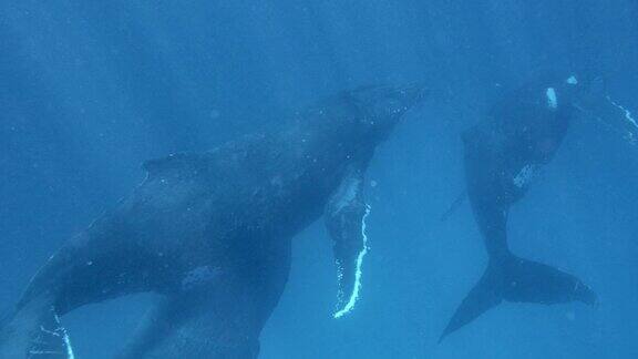 座头鲸在清澈的深蓝色海洋中沿着表面游泳的特写