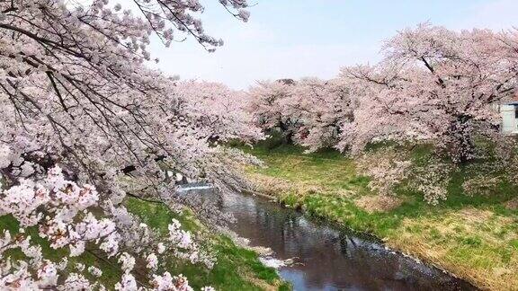 阳光明媚的日子里河边的樱花盛开自然及景观概念
