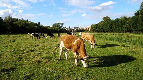 在一个阳光明媚的日子里奶牛在草地上吃草