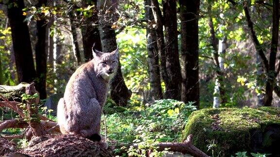 猞猁猞猁坐着森林鹿食肉目猫科动物4K