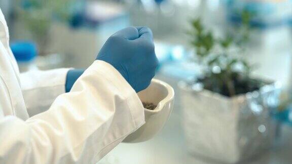用臼压碎草药在科学的生化实验室里进行基因研究