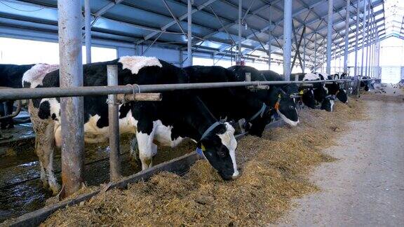 现代农场奶牛在马厩里进食