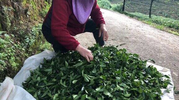 农民们正在采摘茶叶