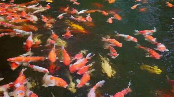 五颜六色的日本鲤鱼在池塘里游泳