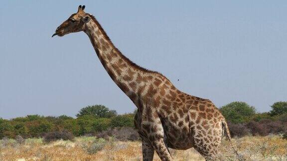 在非洲纳米比亚北部的Etosha国家公园一只野生的南非长颈鹿