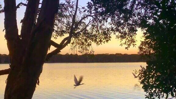 朱鹭在日落时飞过湖面