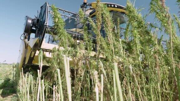 医用大麻种植园在一个阳光明媚的日子里在一个有机农场的收获季节联合收割机收集作物的特写拖拉机收获麻