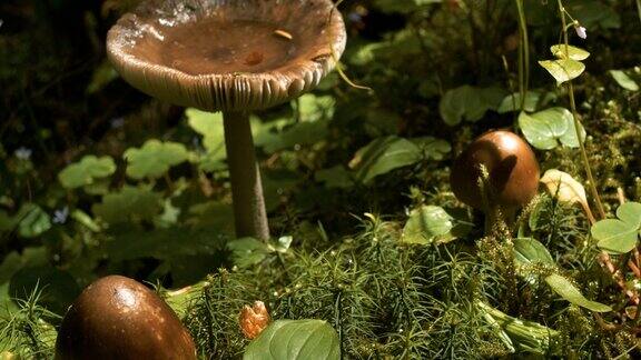 森林地上的蘑菇