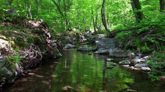 森林中流淌的小溪山区河流小溪