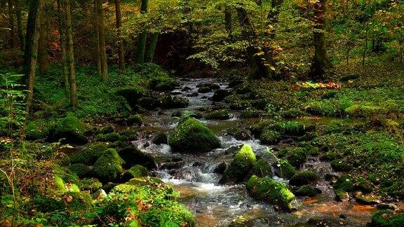 小溪在秋天的森林里流动