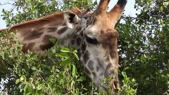 在肯尼亚纳罗克马赛马拉长颈鹿正在吃树上的叶子