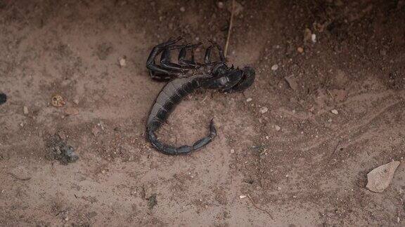 蝎子死在水泥地上