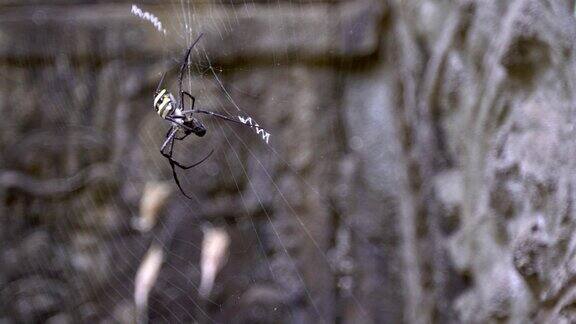 缓慢的运动柬埔寨一座寺庙里的蜘蛛在它的网里咬虫子