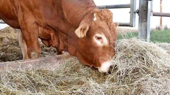 一只红棕色的利木赞公牛站在巢穴里吃干草生态农业