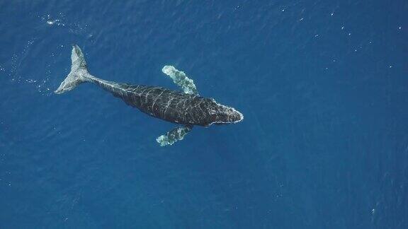 海洋中顽皮的座头鲸