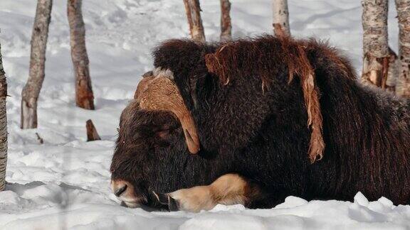 一只美丽的麝牛(OvibosMoschatus)在挪威的雪地上睡觉的镜头