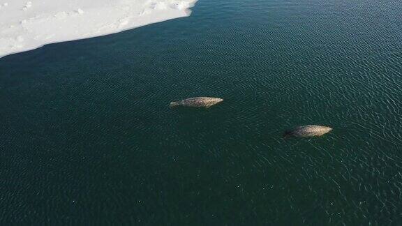 两只远东海豹在浮冰之间的海面上游泳