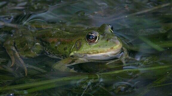 绿色欧亚沼泽蛙半浸在水里