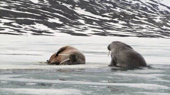 海象从水中爬到冰上