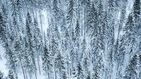 空中的积雪覆盖的森林