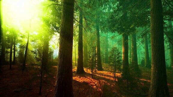 巨大的红杉林中的晨雾