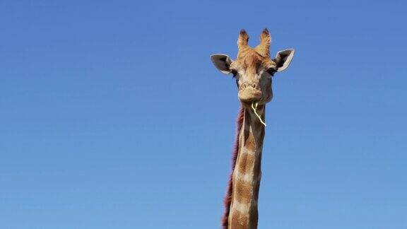 野生长颈鹿的近镜头非洲长颈鹿