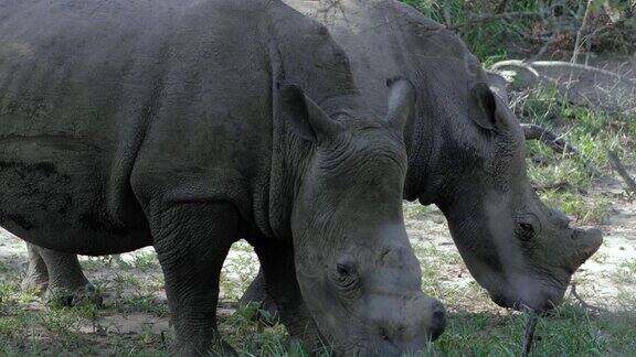 犀牛在南非吃草野生动物是自然界中的大动物近景动物和野生动物