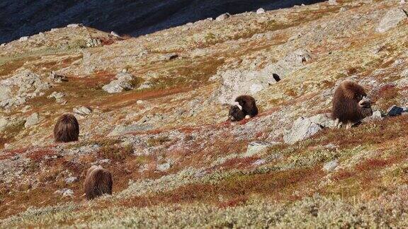 挪威秋天日落时斜坡上的麝香牛
