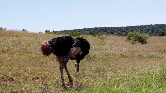 长着长腿的大鸟会改变头部的高度鸵鸟在高高的草丛中四处张望南非野生动物园