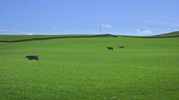 春天的一天三只肉牛在田野里吃草