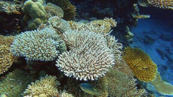海底珊瑚礁和热带鱼
