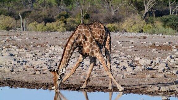 纳米比亚埃托沙国家公园长颈鹿弯腰喝水